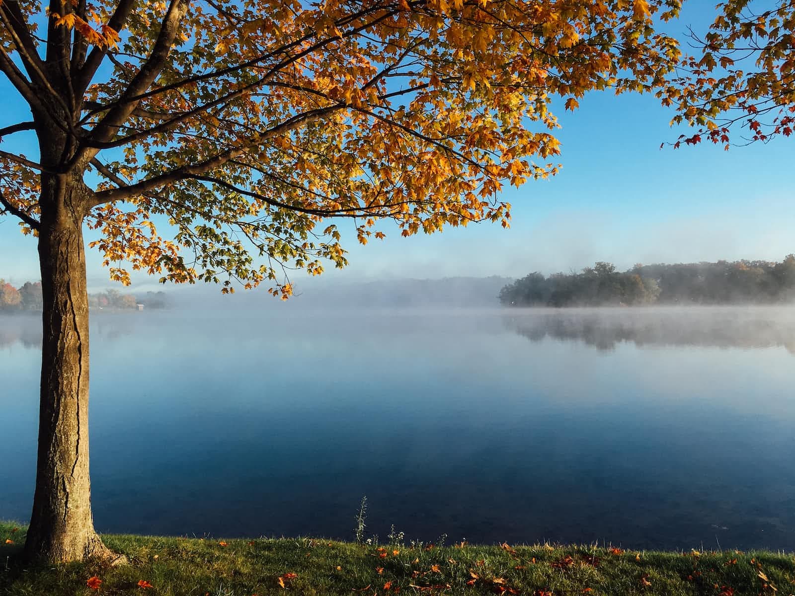 Introduction to Binary Tree